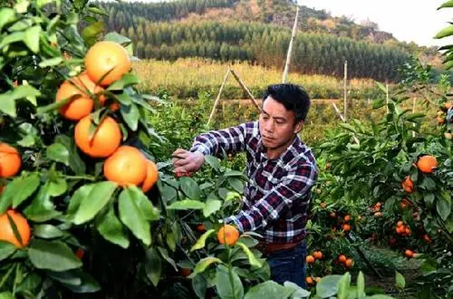 司普沃淺談柑橘苗疫病防治技(jì)術(shù)與管理(lǐ)