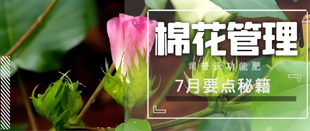 聚焦7月(yuè)，新疆棉花(huā)管理(lǐ)秘籍