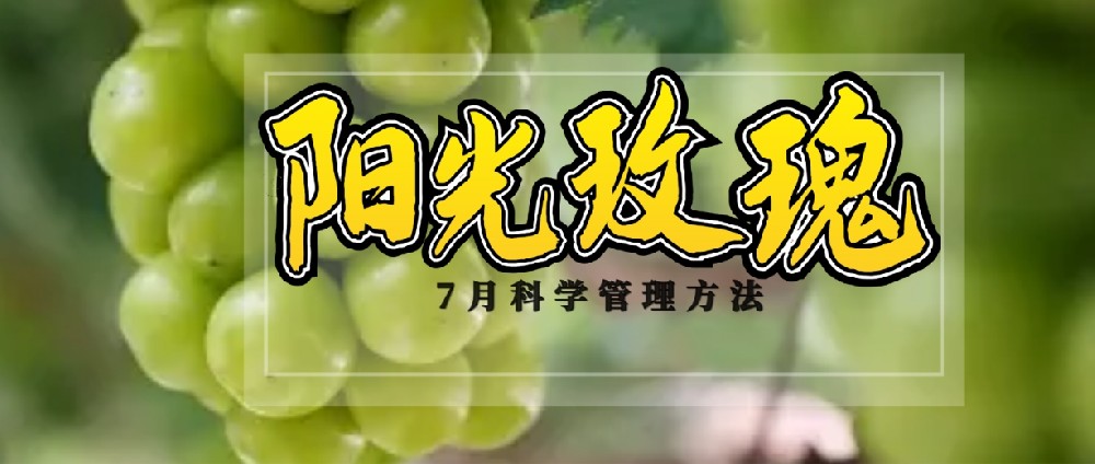 7 月(yuè)，陽光(guāng)玫瑰種植管理(lǐ)的(de)黃(huáng)金(jīn)時(shí)刻